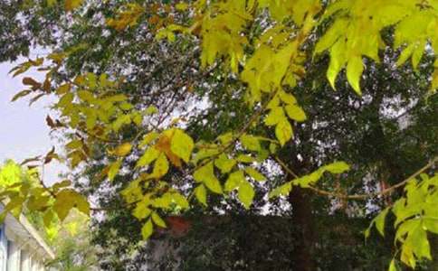 ��̵����õ��簲ף������¼���52��