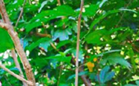 微信早安问候语简短(精)