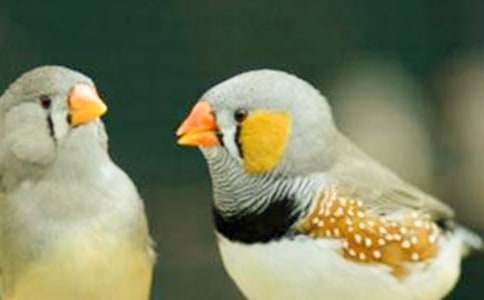 ������������̰�