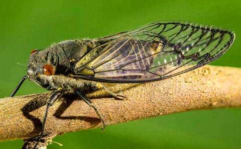 ץ֪��Сѧ����