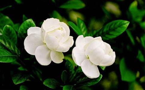 �����򻨡��̰�����ѡ13ƪ��