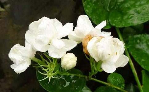 ����Сѧ����15ƪ