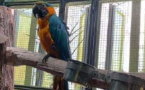 ��Ƥ����Сѧ����