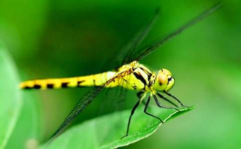 ���������̰�