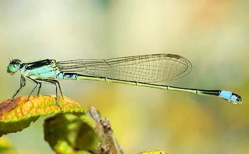 �۲�����Сѧ����