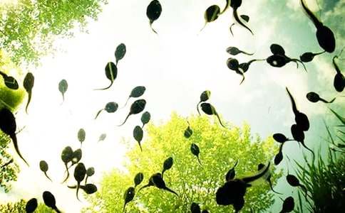 小蝌蚪找妈妈教案15篇