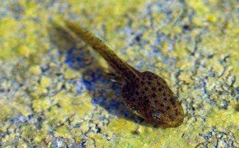 С�����Կ�С���������̰�����ѡ5ƪ��