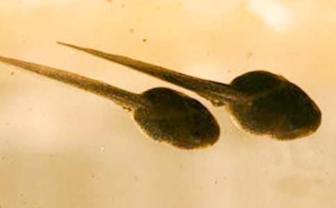 《小蝌蚪找妈妈》小班教案范文(精选10篇)