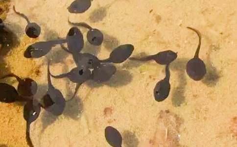 《小蝌蚪找妈妈》教案