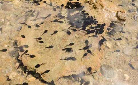 小蝌蚪找妈妈小班教案