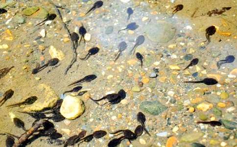 �˽̰���꼶�ϲ�С���������̰�����ѡ6ƪ��