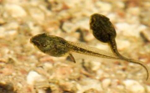 �����š�С���������̰���ƪ