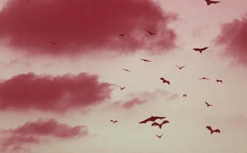 蝙蝠和雷达教案范文