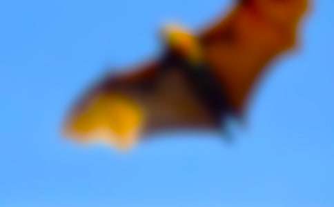 ������̰�