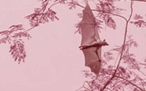 ����������״�̰�������ƪ