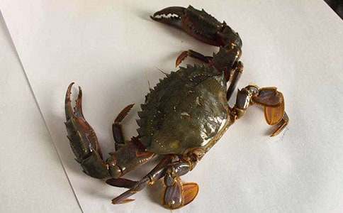 �з���������̰�