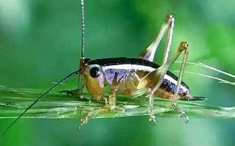 蟋蟀的住宅教案15篇