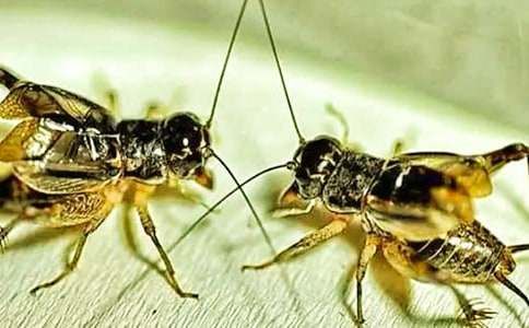 ��סլ�����