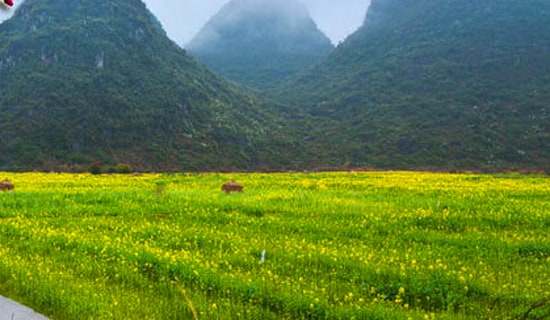 动物宝宝去春游中班教案